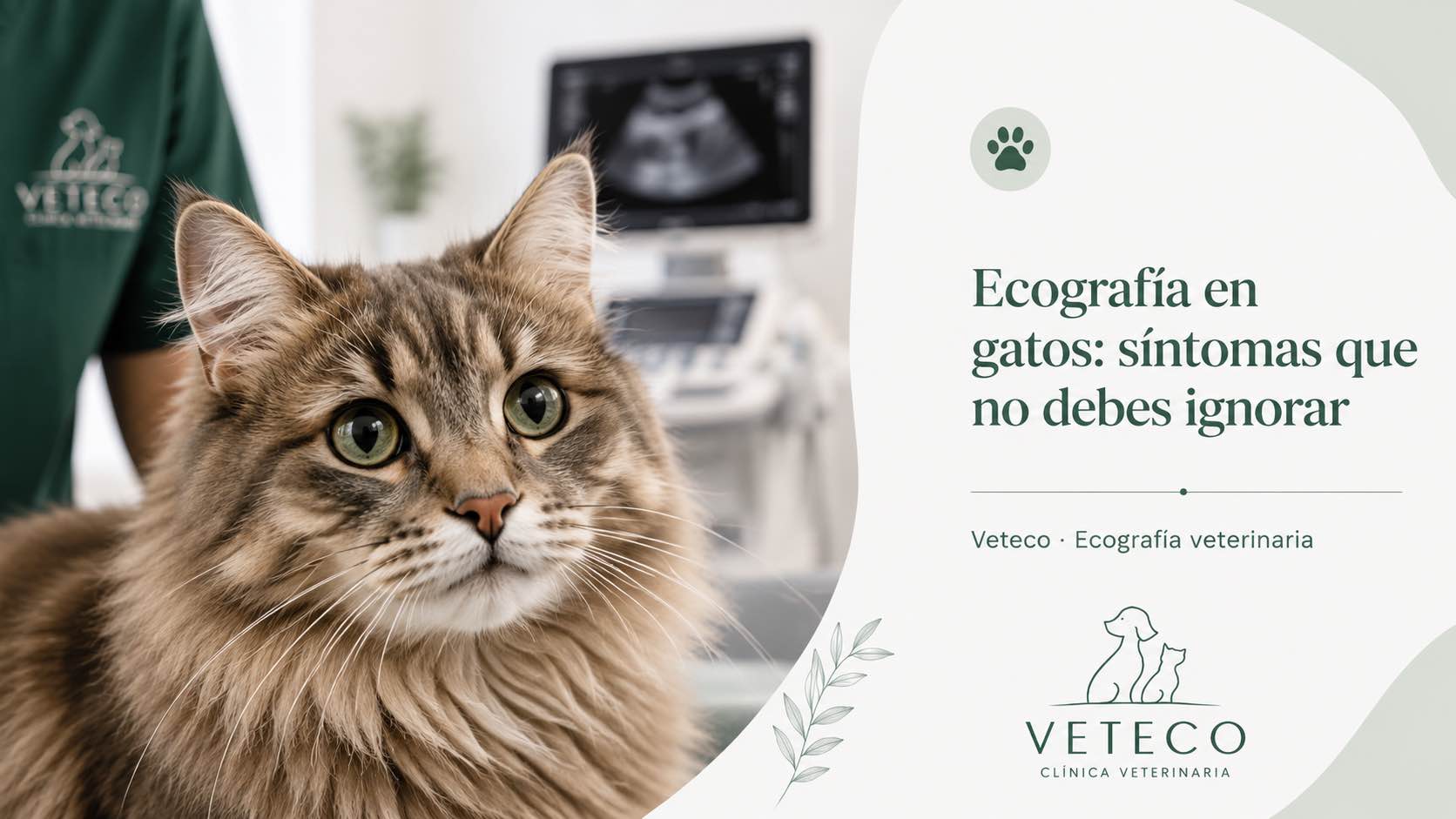 Ecografía abdominal en gato