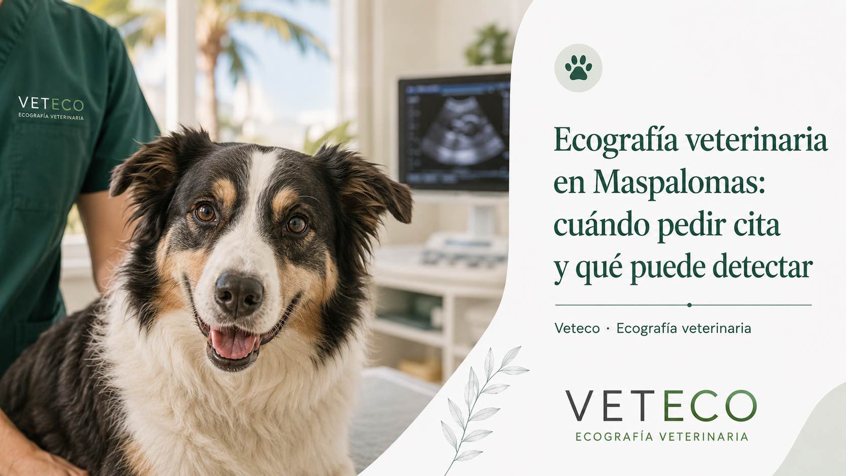 Ecografía veterinaria en Maspalomas