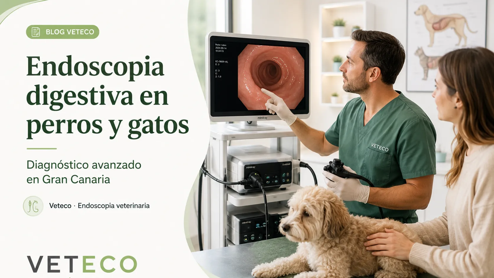 Endoscopia digestiva en perros y gatos en Veteco, Maspalomas, Gran Canaria