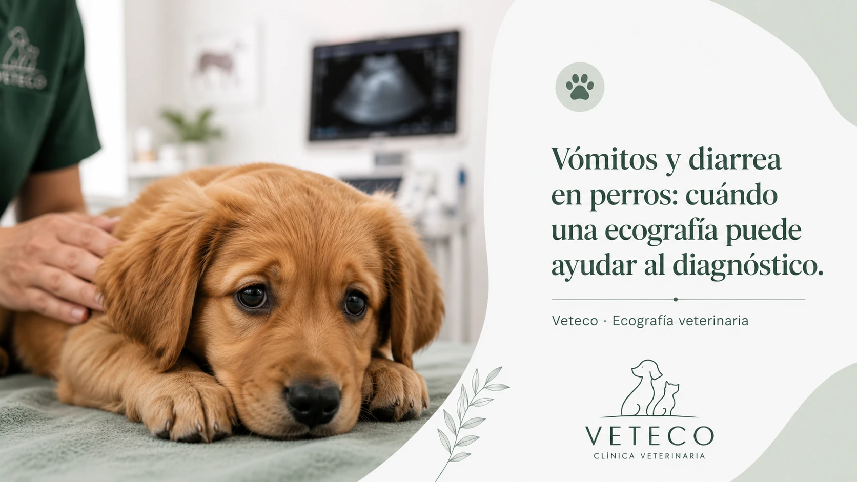 Ecografía abdominal en perro con vómitos y diarrea